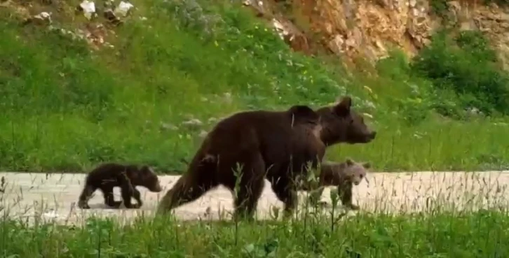 Uludağ’da yaban hayatı
