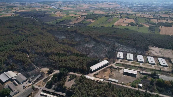 Uludağ Üniversitesi’ndeki yangının hasarı ortaya çıktı: 897 dekar orman ve biçilmiş alan küle döndü
