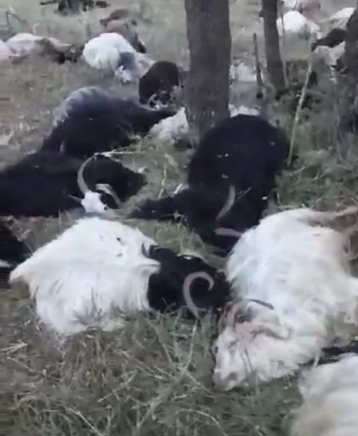 Uludere’de yıldırım düşmesi sonucu 200 keçi telef oldu

