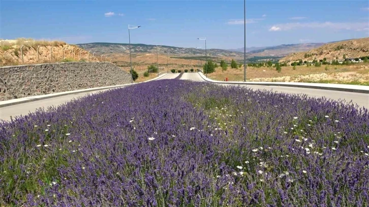 Üniversite lavanta ile renklendi: Kampüs adeta açık hava stüdyosuna dönüştü
