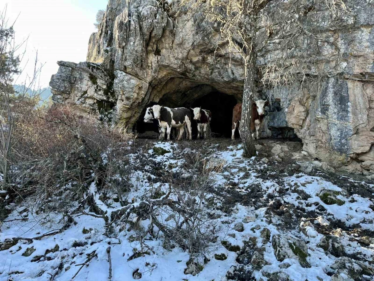 Üniversiteli çobanı ağlatan yıkım
