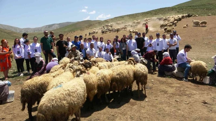 Ünlü aşçılar yaylada koyun sağdı
