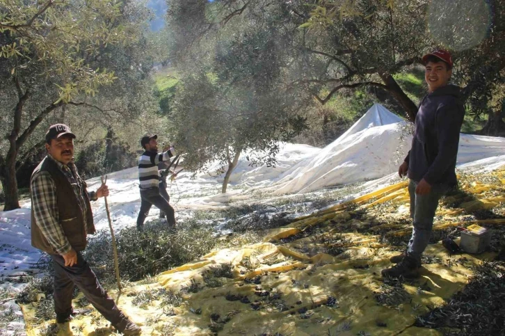 Üreticiler bu yıl zeytin değil altın topluyor
