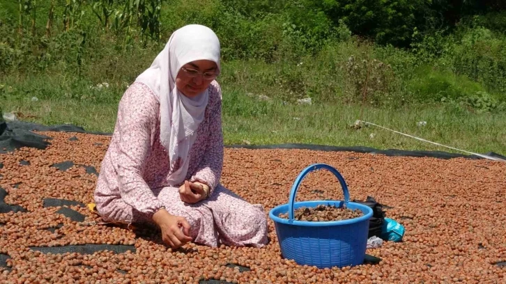 Üreticilerin zorlu fındık kurutma mesaisi başladı
