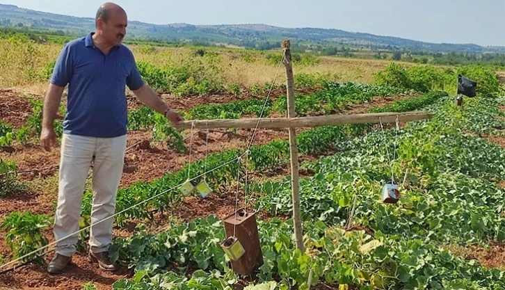 Ürününü domuzlardan tenekeyle koruyor
