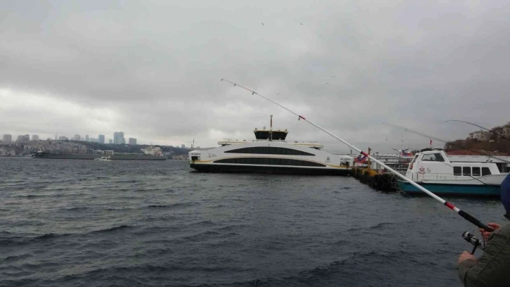 Üsküdar’da iki geminin arasında sıkışan yunus öldü
