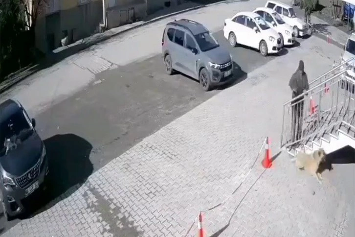 Uyuyan köpeğe taş attı, o anlar güvenlik kamerasına yansıdı