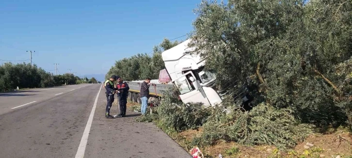 Uyuyan şoför zeytinliğe daldı
