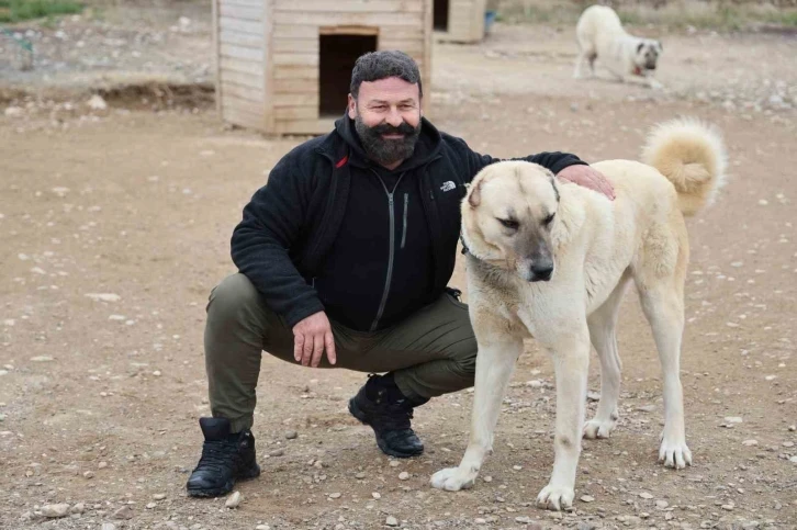 Uzmanı açıkladı: Anadolu Aslanı Kangallar, doğal Kurt savar
