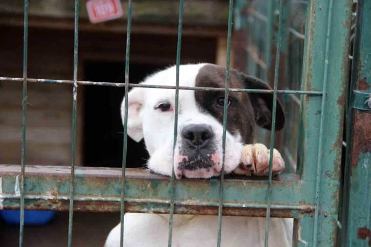 Uzmanı uyardı, &quot;Hareketsiz kalmak köpek saldırılarını önleyebilir”
