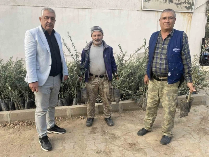 Üzümün başkentinde zeytin alanları artıyor
