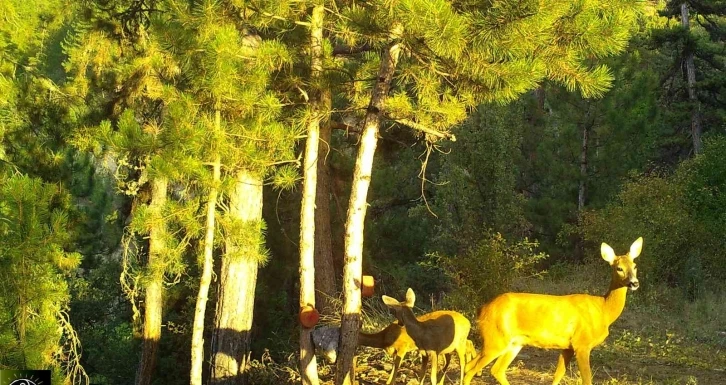 Vahşi yaşamın sırları fotokapana yakalandı
