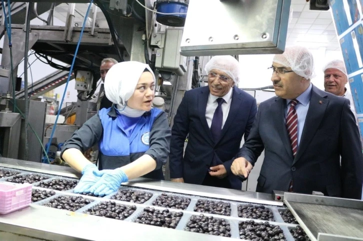 Vali Demirtaş: &quot;Marmarabirlik zeytin üreticisinin can simidi&quot;
