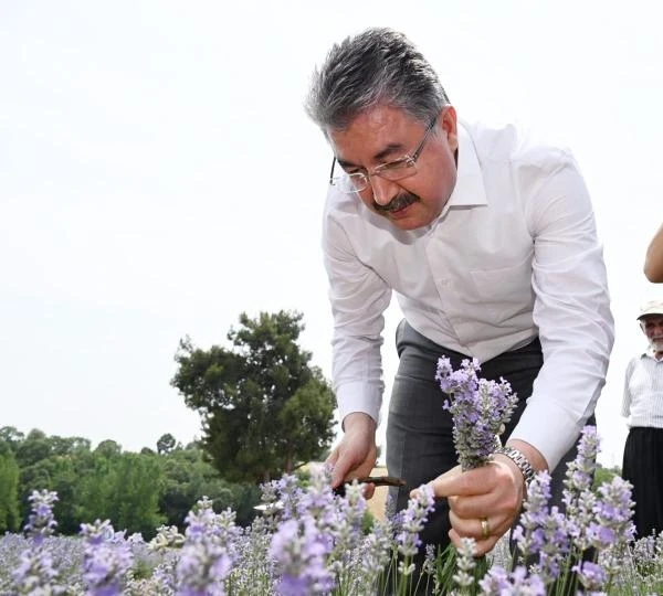 Vali Yılmaz, Kadirli'de lavanta hasadına katıldı