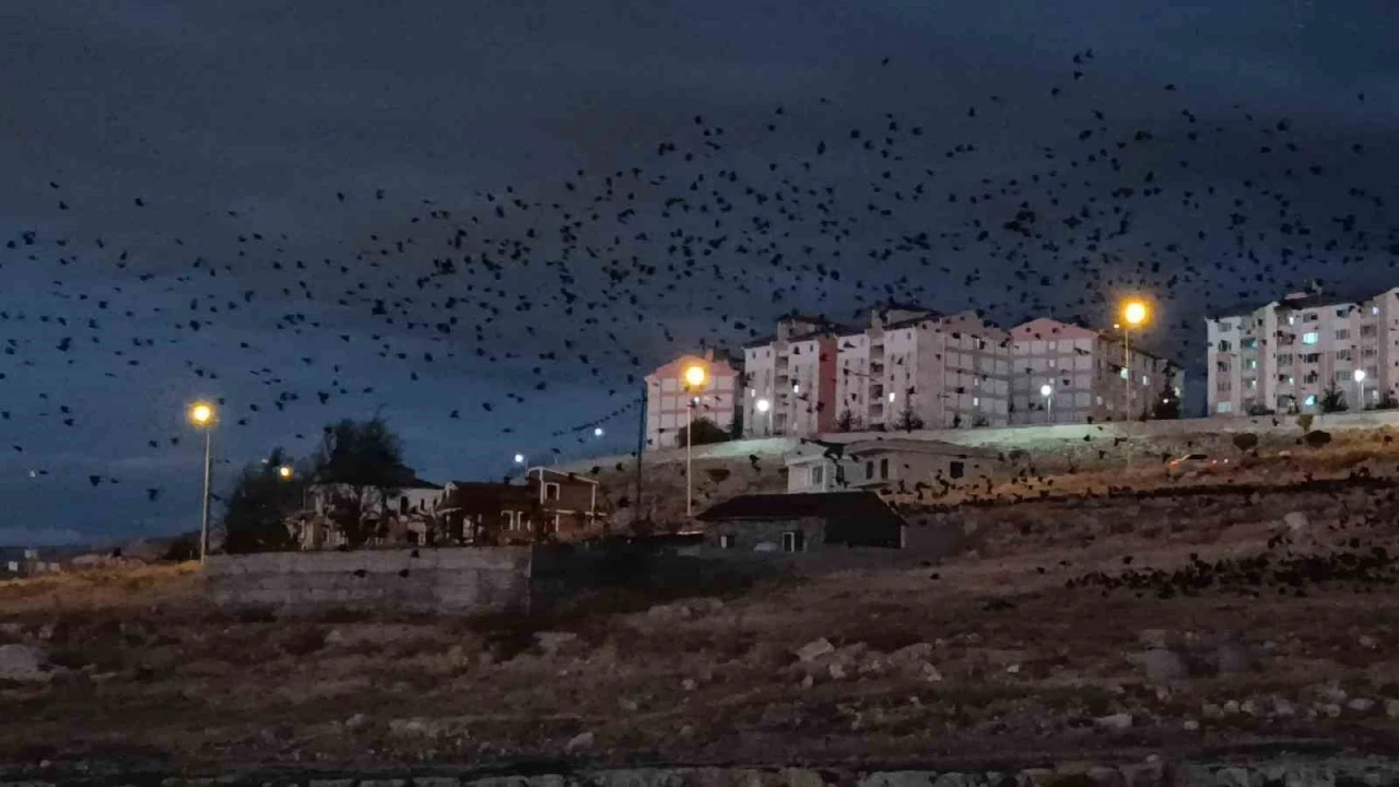 Van’da binlerce karga gökyüzünü kapladı
