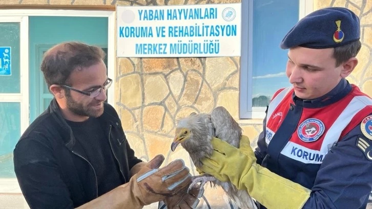 Van’da bulunan Mısır akbabası tedavi altına alındı
