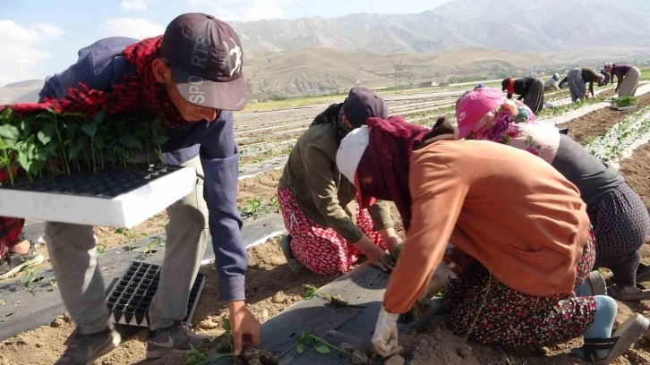 Van’da mevsimlik tarım işçileri bunaltıcı sıcaklara rağmen tarlalarda çalışmayı sürdürüyor
