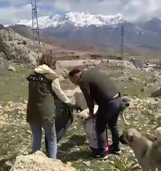 Van polisinden sokak hayvanları için beslenme etkinliği
