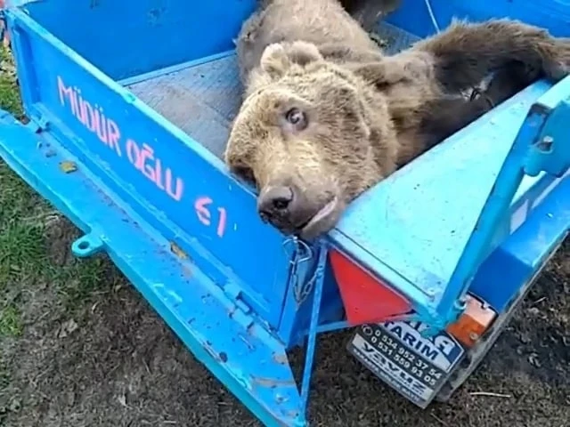 Vatandaşların bulduğu yaralı ayı tedavi altına alındı
