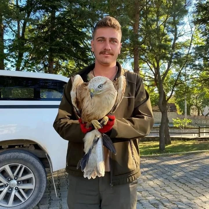 Vatandaşların bulduğu yaralı yavru kartal, koruma altına alındı
