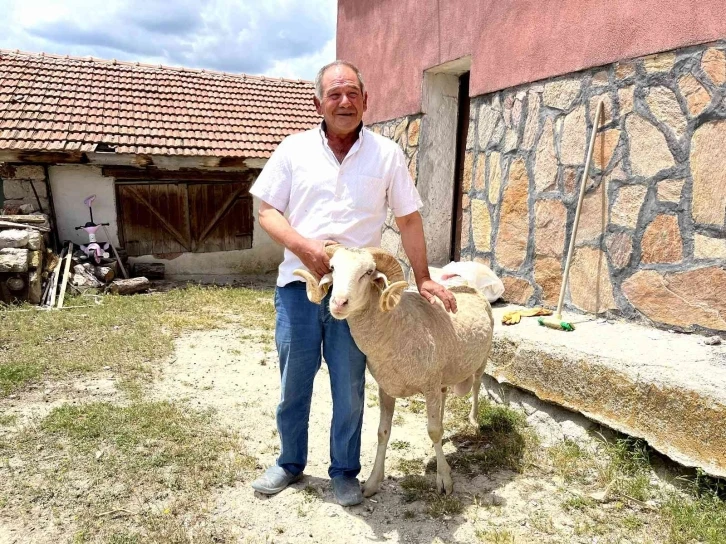 Vefakar koç dağı taşı aşıp eski sahibine geldi
