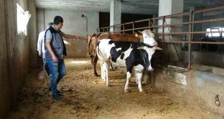 Veteriner hekim uyardı, kurbanlık alırken nelere dikkat edilmeli