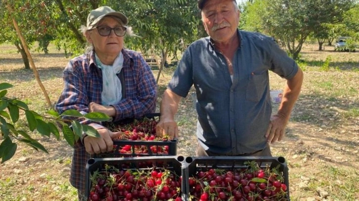 Vişne fiyatı üreticisini sevindirdi