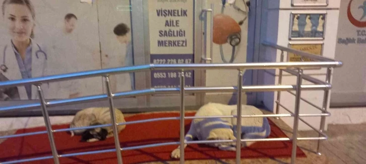 Vişnelik Aile Sağlığı Merkezi önünde sevimli köpekler geceleri nöbet bekliyor
