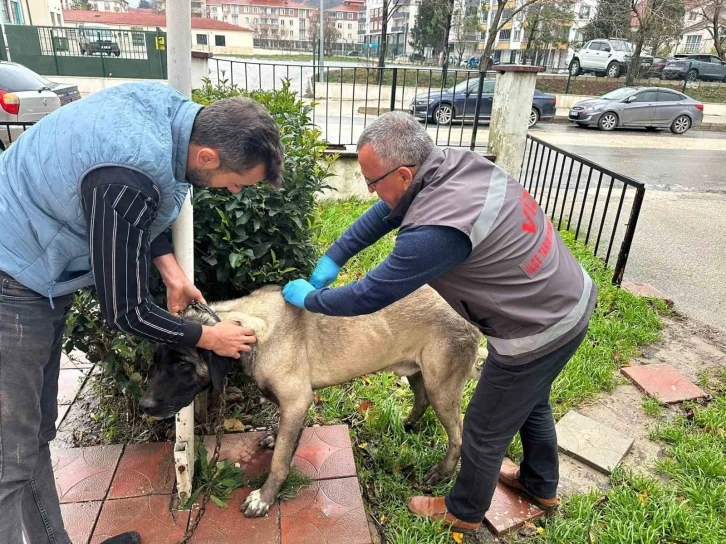 Vize’de kedi, köpek ve gelincikler kayıt altına alınıyor
