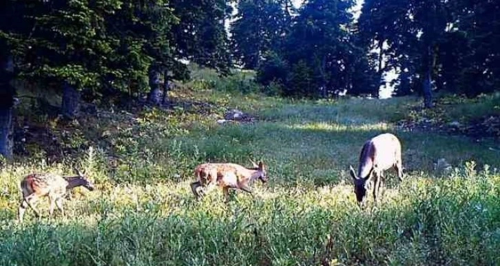 Yaban hayvanları fotokapanda