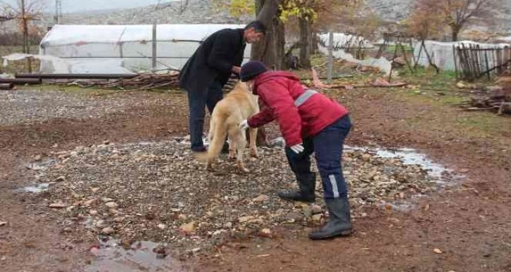 Yaban hayvanlarının ısırdığı köpek kuduz çıktı