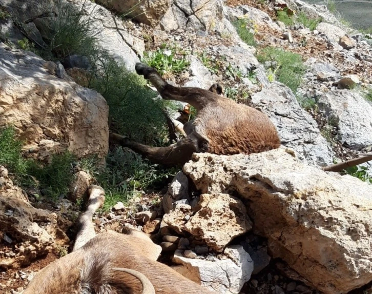 Yaban keçilerini yıldırım çarptı
