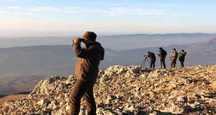 Yaban keçilerinin cinsiyeti, yaşı ve türleri belirleniyor