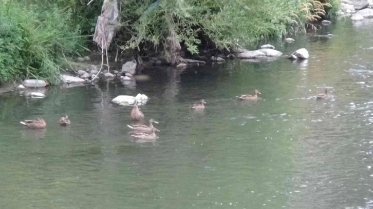 Yaban ördekleri yavrularını Kars’ta büyüttü
