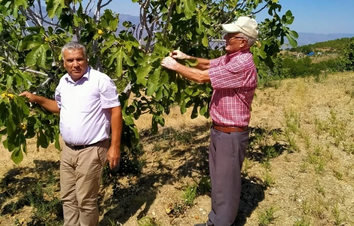 Yağışlar incirdeki kalite kaybını etkileyecek
