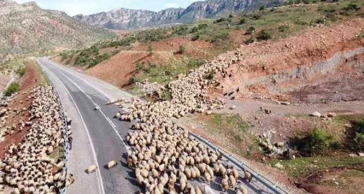 Yağışlar otlak alanlarını arttırdı, peynir fiyatlarının düşmesi bekleniyor