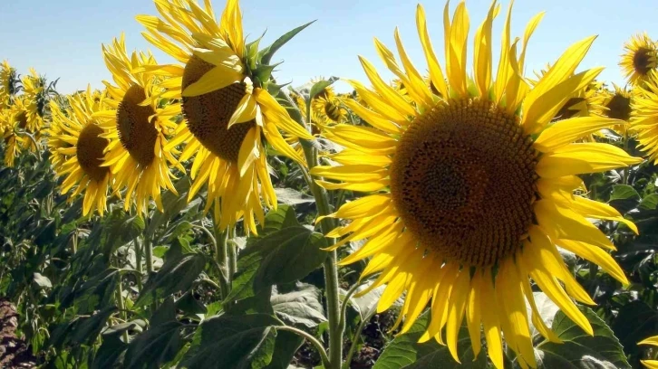 Yağlık ayçiçeğinde yüksek rekolte bekleniyor
