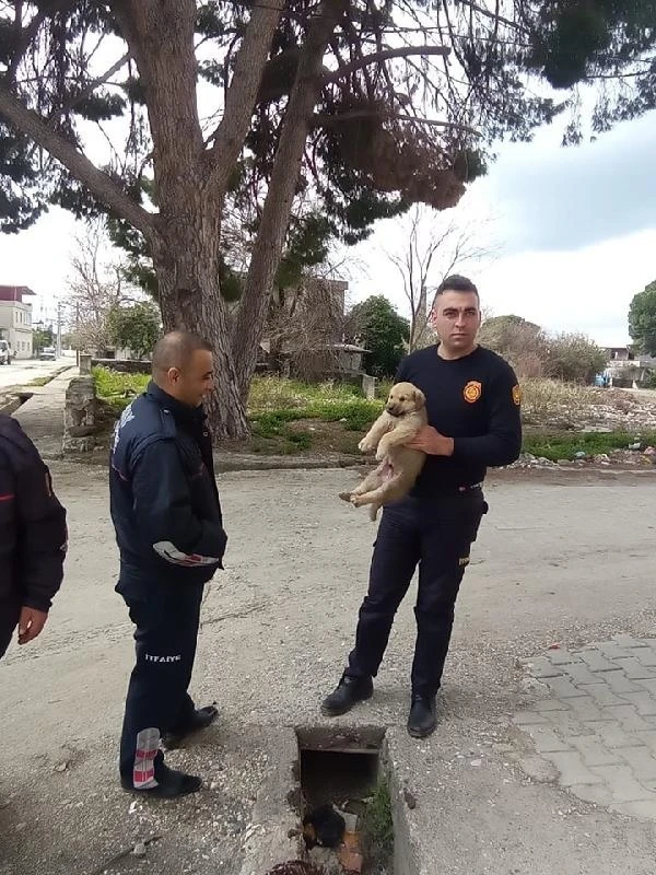 Yağmur suyu kanalına sıkışan köpeği itfaiye ekipleri kurtardı