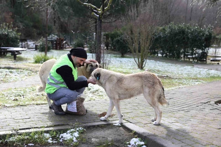 Yalova Belediyesi’nden sokak hayvanlarına yem
