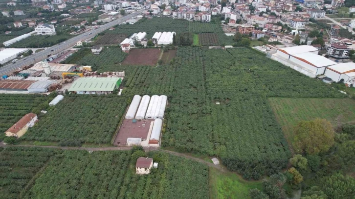 Yalova’da kivi üreticisini rekoltesi ile sevindirdi, kalibresi ile üzdü
