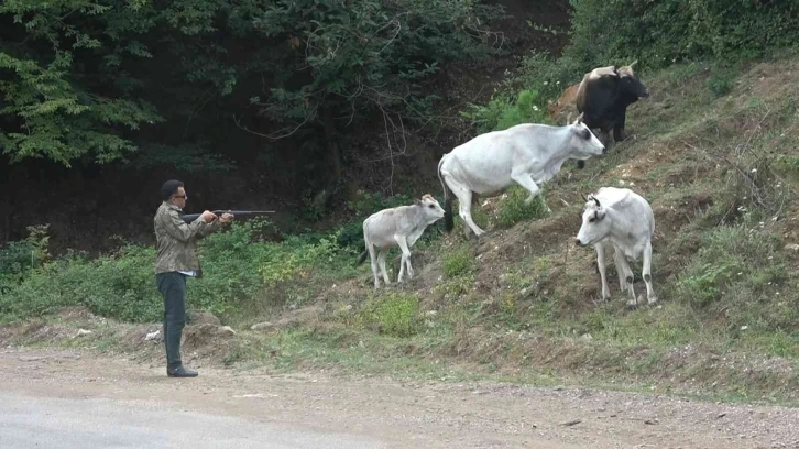 Yalova’da şehre inen vahşi Yörük hayvanları film gibi operasyonlarla yakalanıyor
