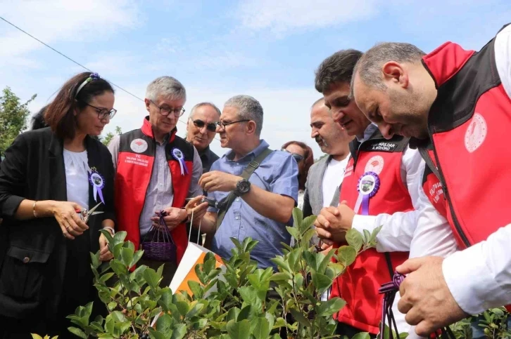 Yalova’nın coğrafi işaretli meyvesi aronyada hasat sevinci
