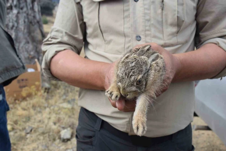 Yangın bölgesindeki çukurda bulunan 2 yavru tavşan doğaya bırakıldı
