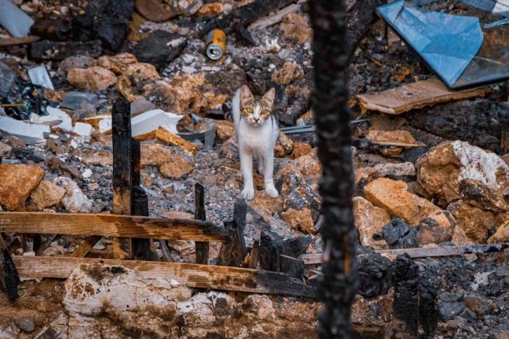 Yangında küle dönen evin içinde 14 gündür yavrularını arıyor
