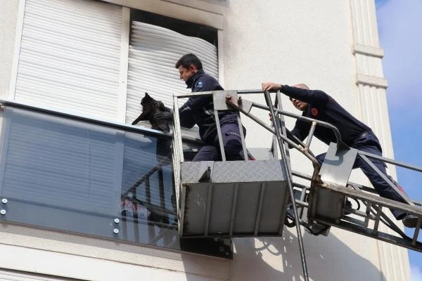 Yangında panjur ile balkon camı arasına sıkışan kedi kurtarıldı