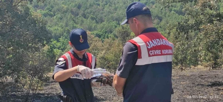 Yangından kaçamayan kaplumbağalar böyle kurtarıldı
