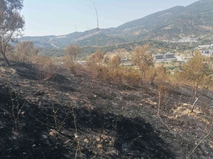 Yangından zarar gören zeytin ağaçları için çalışma başlatıldı
