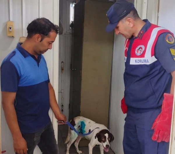 Yaralı bulunan köpek tedaviye alındı