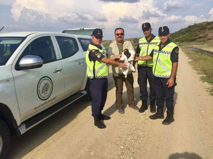 Yaralı bulunan ‘orman kartalı’ jandarma ekipleri tarafından kurtarıldı
