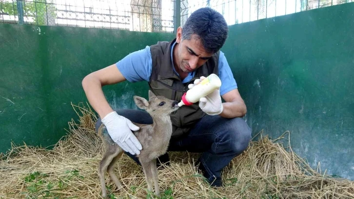 Yaralı bulunan yavru karaca biberonla besleniyor
